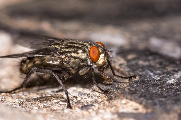 Tiro de foco seletivo de uma mosca em uma rocha