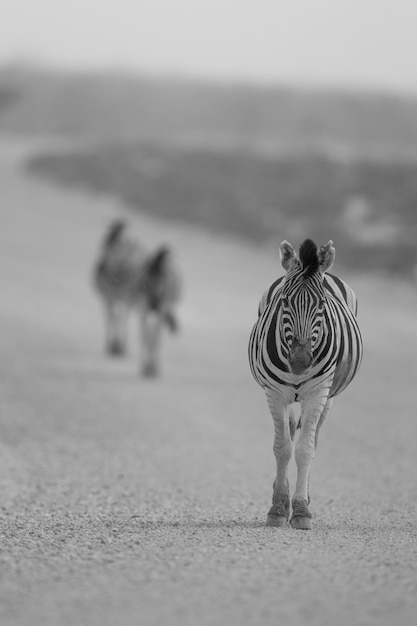 Tiro de foco seletivo vertical de uma zebra andando em uma estrada de cascalho no meio do deserto