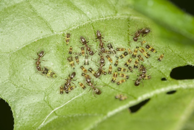 Tiro de fotografia macro de um grupo de formigas sentado em uma folha verde