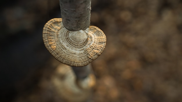 Foto grátis tiro de fotografia macro de um pedaço de madeira cortada