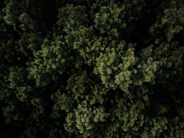 Tiro de quadro completo de árvores verdes que crescem na floresta