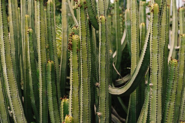 Tiro de quadro completo de cactos verdes