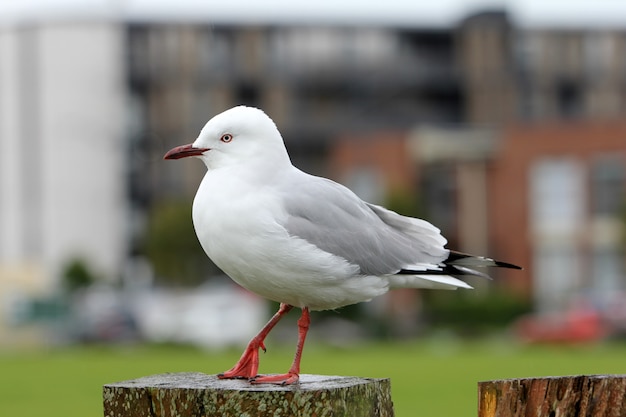 Tiro do close up de uma gaivota de arenque européia branca bonita que está em uma madeira