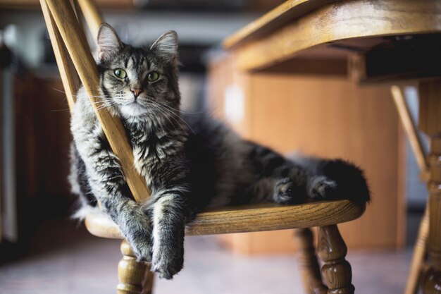 Tiro do close up do foco seletivo de um gato de gato malhado peludo cinzento que senta-se em uma cadeira de madeira