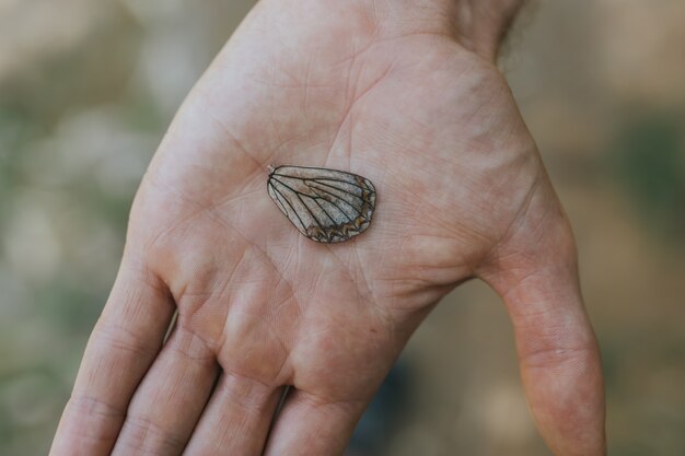 Tiro focado seletivo de uma asa de borboleta na mão de uma pessoa com um desfocado
