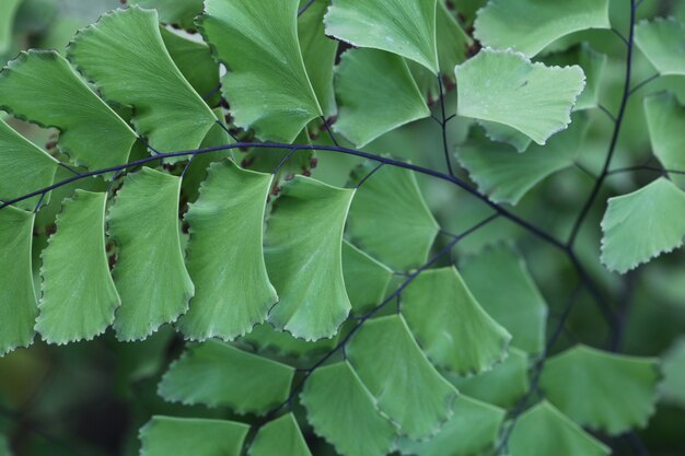 Tiro horizontal closeup de lindas folhas verdes