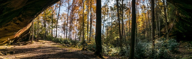 Tiro horizontal de árvores e plantas em uma floresta durante o dia