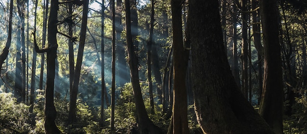 Tiro horizontal de árvores e plantas verdes em uma floresta