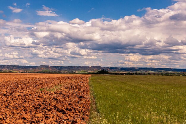 Tiro horizontal de terra de cultivo de girassol e um campo sob o céu nublado