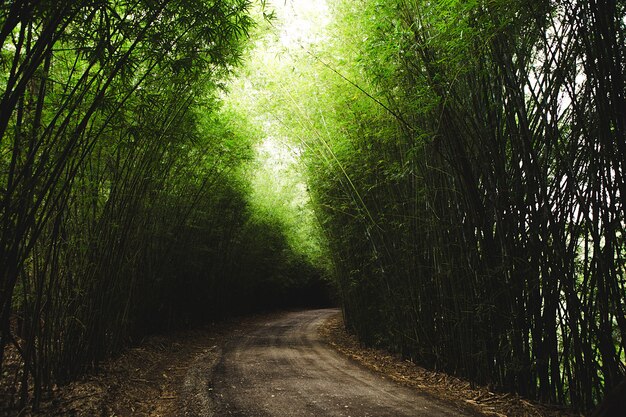 Tiro horizontal de um caminho cercado por bambus verdes finos altos