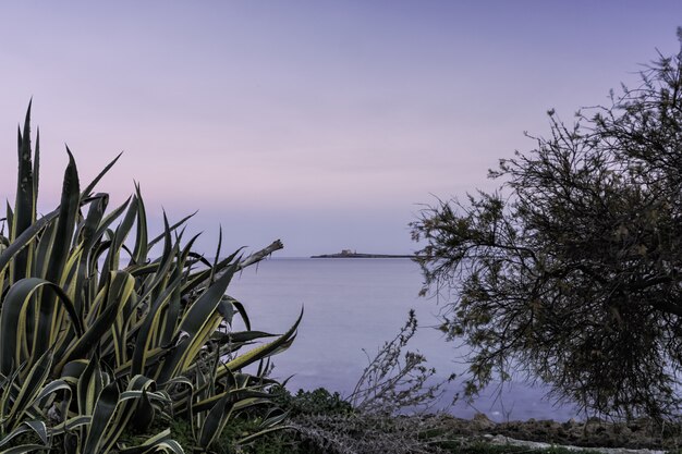 Tiro horizontal de uma planta verde e uma árvore nua perto do belo mar sob o céu claro