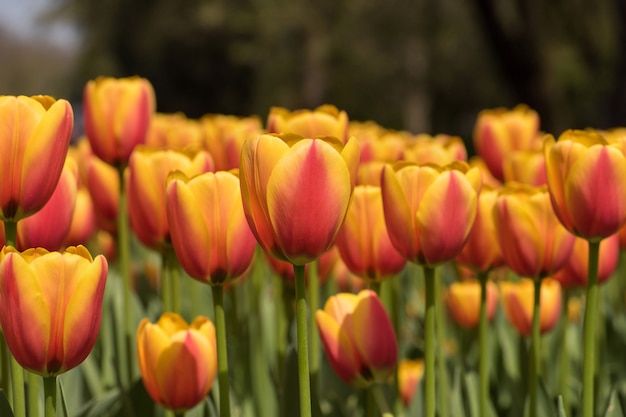 Tiro horizontal do close up de tulipas cor-de-rosa e amarelas lindos - espalhando a beleza na natureza