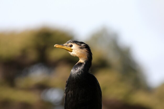 Tiro horizontal do close up de um cormorão de crista dobro preto isolado em um fundo borrado