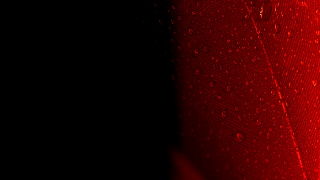 Tiro macro abstrata de penas de pavão vermelho sobre fundo preto