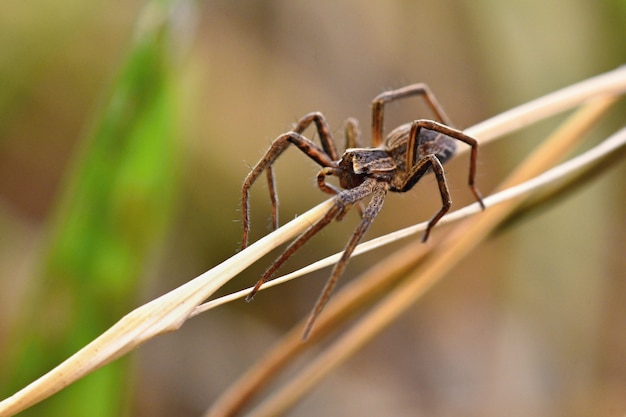 Tiro macro bonito da aranha na grama.