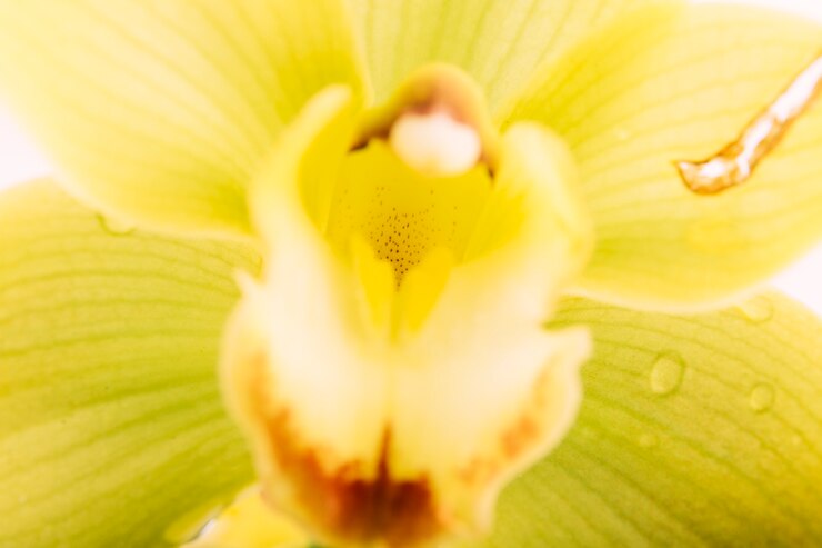 Foto grátis tiro macro da flor da orquídea