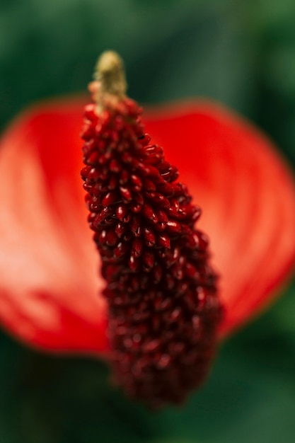 Tiro macro da flor de anthyrium