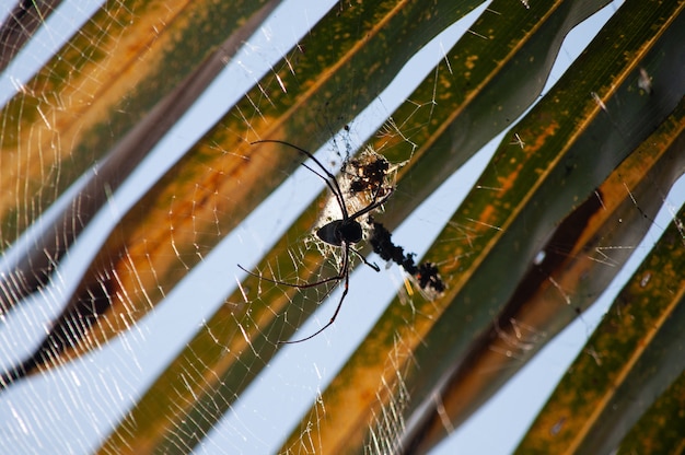 Foto grátis tiro macro da fotografia de uma aranha preta que tece uma teia de aranha em um fundo vlurred