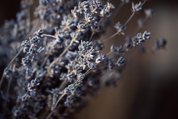 Foto grátis tiro macro de flores secas de lavanda fundo desfocado