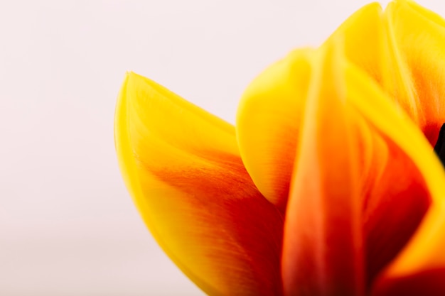 Tiro macro de pétala de flor amarela