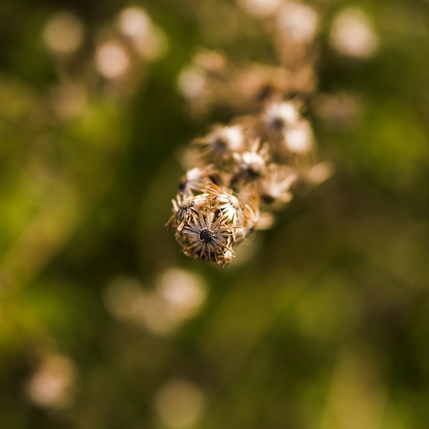 Tiro macro de planta seca