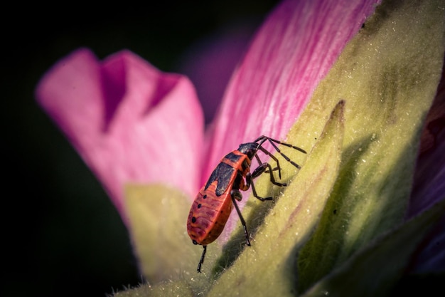 Tiro macro de um incendiário europeu em uma flor rosa com fundo embaçado