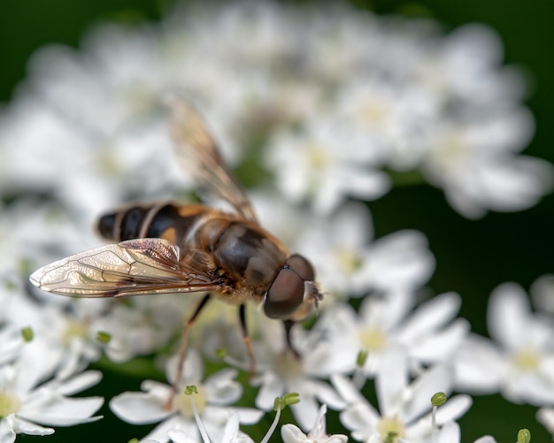 Tiro macro de uma abelha em uma flor ao ar livre durante o dia