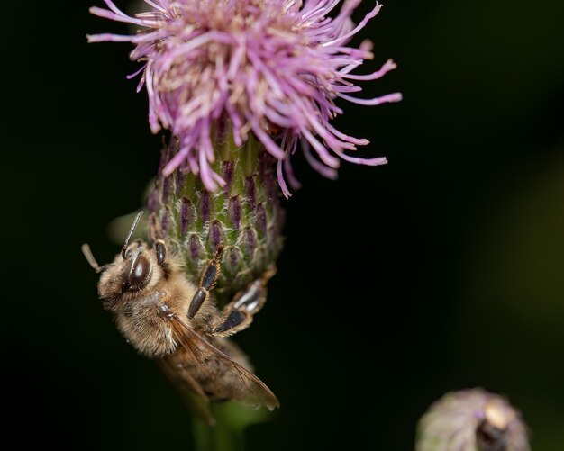 Tiro macro de uma abelha em uma flor ao ar livre