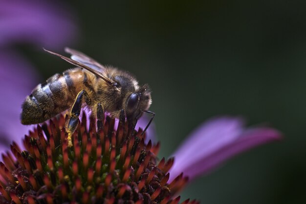 Tiro macro de uma abelha em uma flor roxa exótica com uma parede borrada