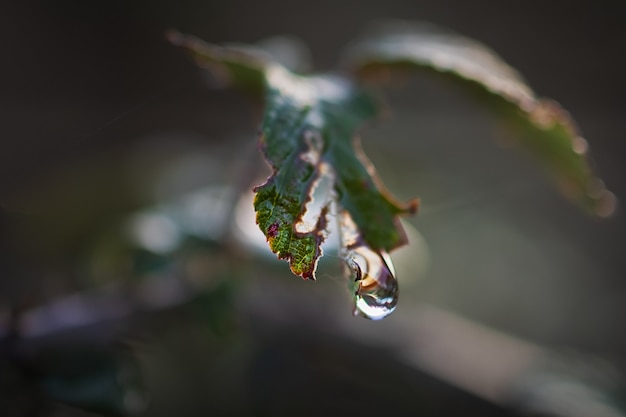 Tiro macro de uma gota d'água suspensa de uma planta selvagem. Fotografia macro.