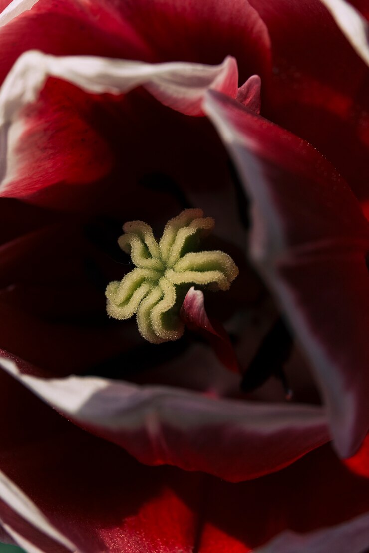 Foto grátis tiro macro de uma linda flor única