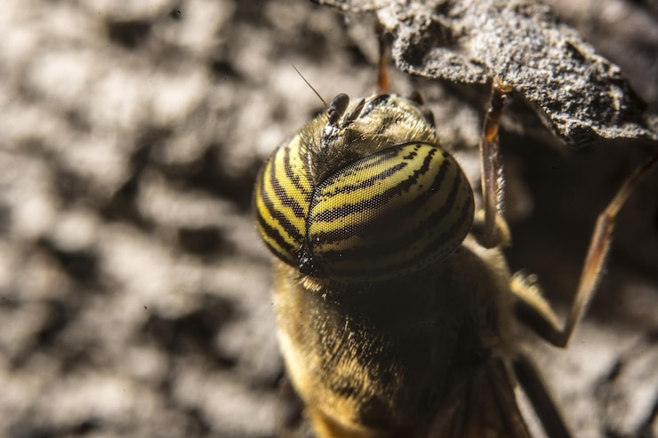 Foto grátis tiro macro de uma mosca de drone de olhos de banda (eristalinus taeniops), uma espécie de hoverfly