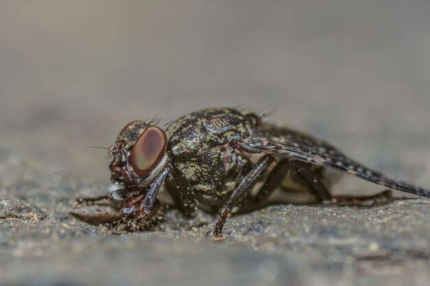 Tiro macro de uma mosca no chão