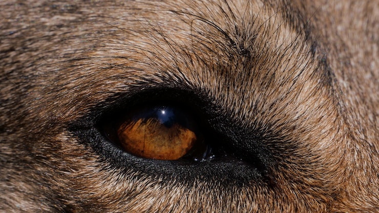 Foto grátis tiro macro do olho castanho de um lobo
