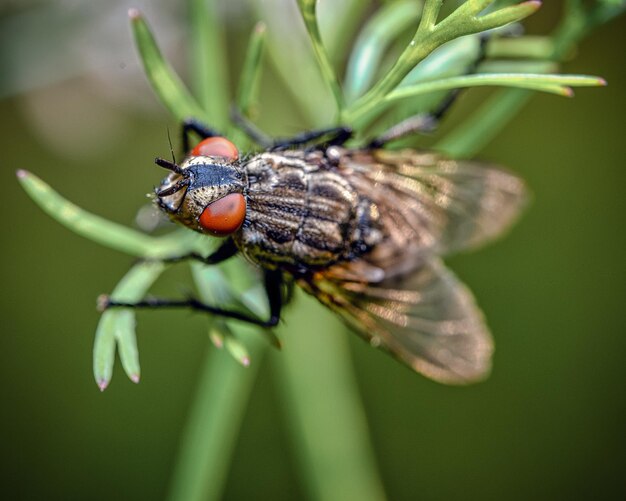 Tiro macro dos detalhes de uma mosca Diptera em uma folha ao ar livre