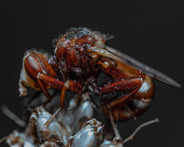 Tiro macro dos detalhes dos insetos myrmicaria brunnea