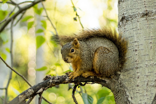 Tiro seletivo closeup de um esquilo marrom em um galho de árvore