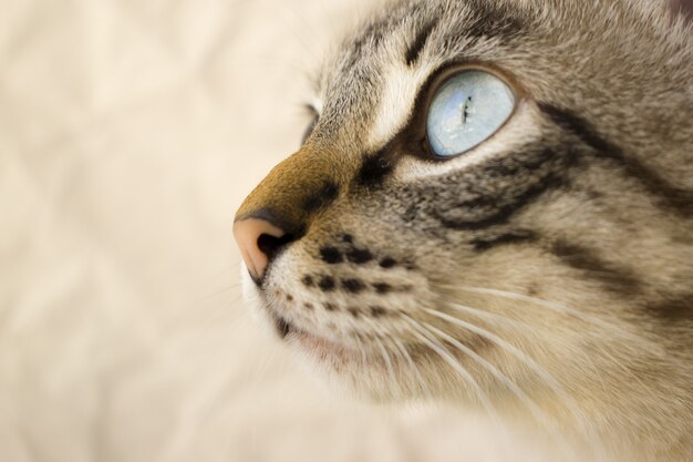 Tiro seletivo closeup de uma cabeça de gato cinza com olhos azuis, com um fundo desfocado