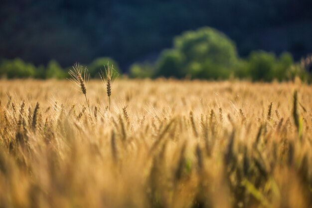 Tiro seletivo de trigo dourado em um campo de trigo