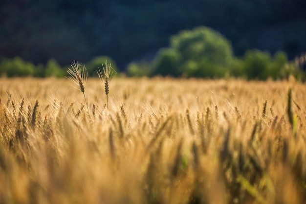 Tiro seletivo de trigo dourado em um campo de trigo