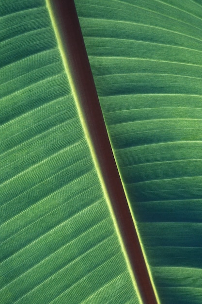Tiro vertical closeup de padrões de folhas verdes e textura