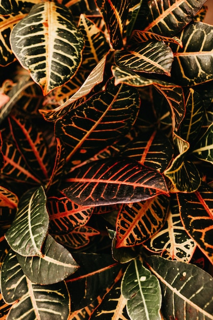 Tiro vertical closeup de planta com folhas vermelhas e verdes