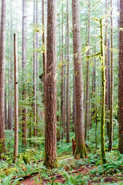 Tiro vertical da floresta nacional de Gifford Pinchot, perto da trilha de Siouxon Creek, em Washington