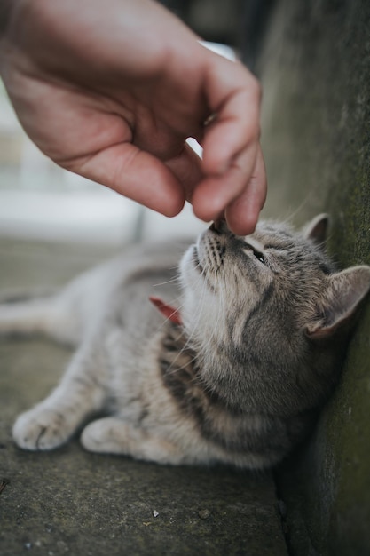 Tiro vertical da mão de uma pessoa acariciando um gato cinza deitado no chão