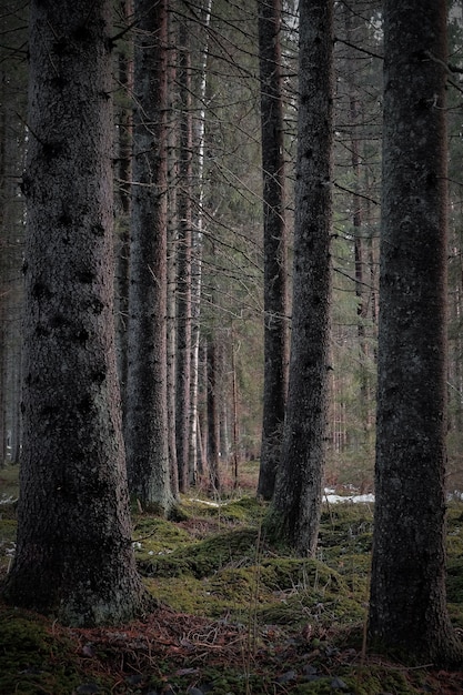 Tiro vertical das árvores altas nuas da floresta escura em um dia sombrio