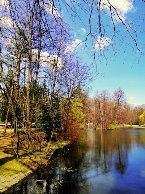 Tiro vertical de árvores ao lado de um lago em Jelenia Góra, Polônia.