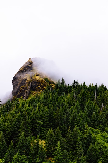 Tiro vertical de árvores perto de uma montanha em um nevoeiro com um fundo branco