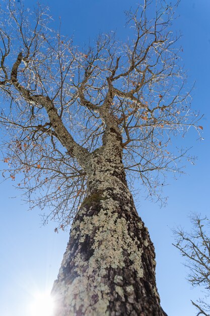 Tiro vertical de baixo ângulo de uma grande árvore nua coberta de musgo sob o céu em Ístria, Croácia