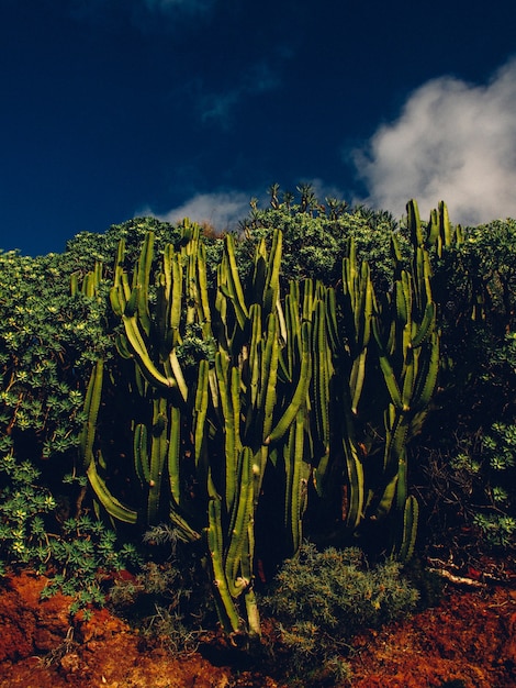 Tiro vertical de cactos cercado por plantas com céu azul escuro