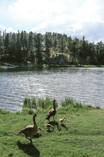 Tiro vertical de dois patos com patinhos em pé na grama perto da água